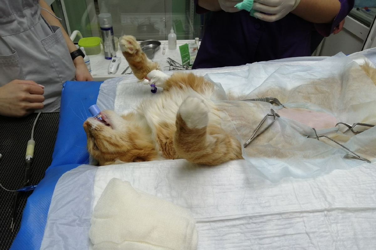 В Твери сделали операцию кошке, которая съела шнурки от кроссовок