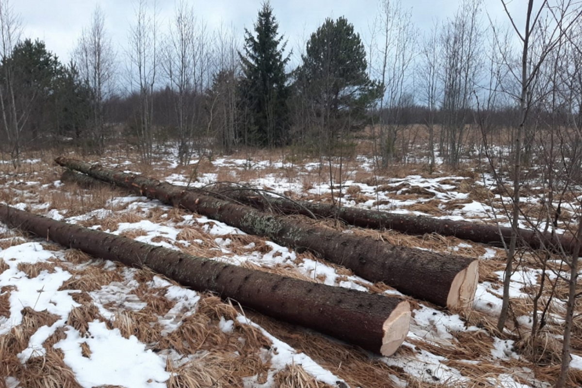 В Тверской области «черный лесоруб» нарубил 15 кубометров леса