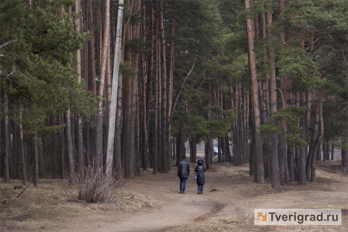 Лесной фонд Тверской области увеличится более чем на 500 гектаров