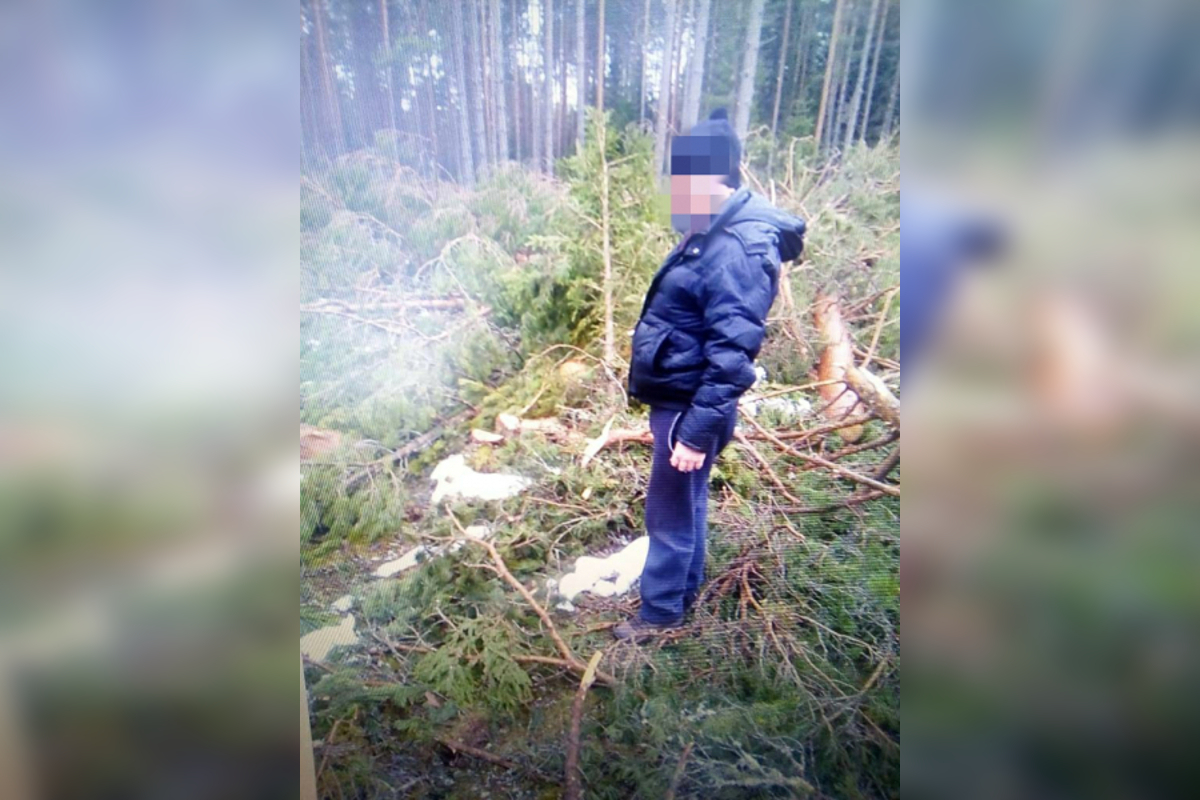 В Тверской области «черный лесоруб» причинил ущерб природе на 2,7 млн рублей
