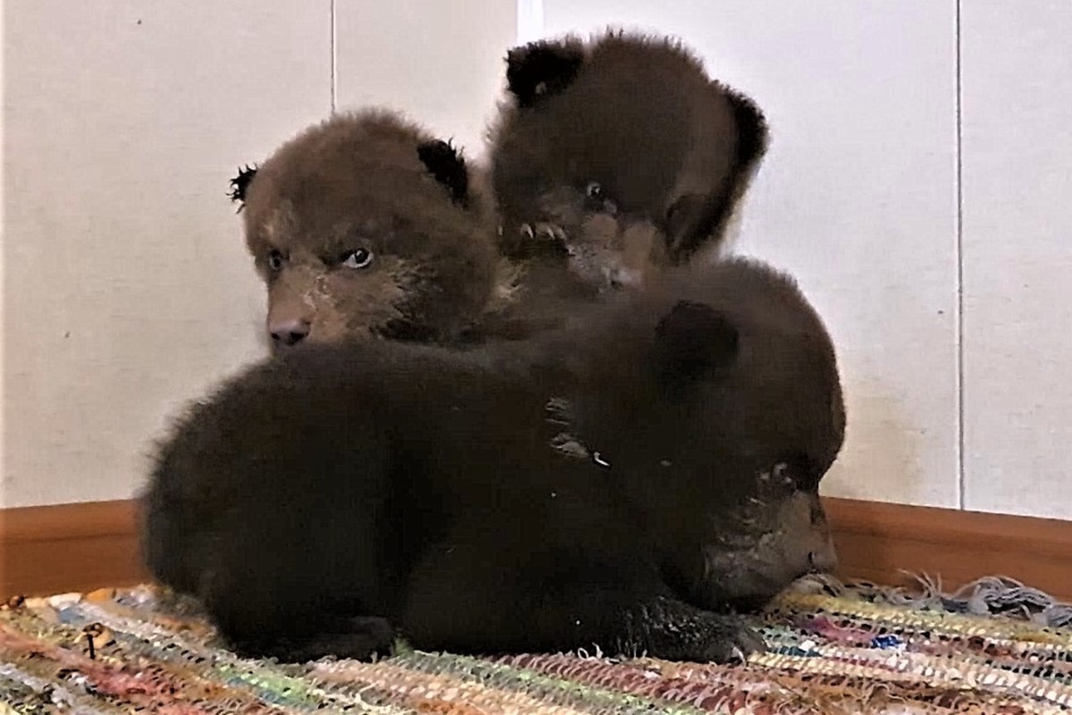 В Тверской Центр спасения медвежат привезли трех сирот из Кировской области