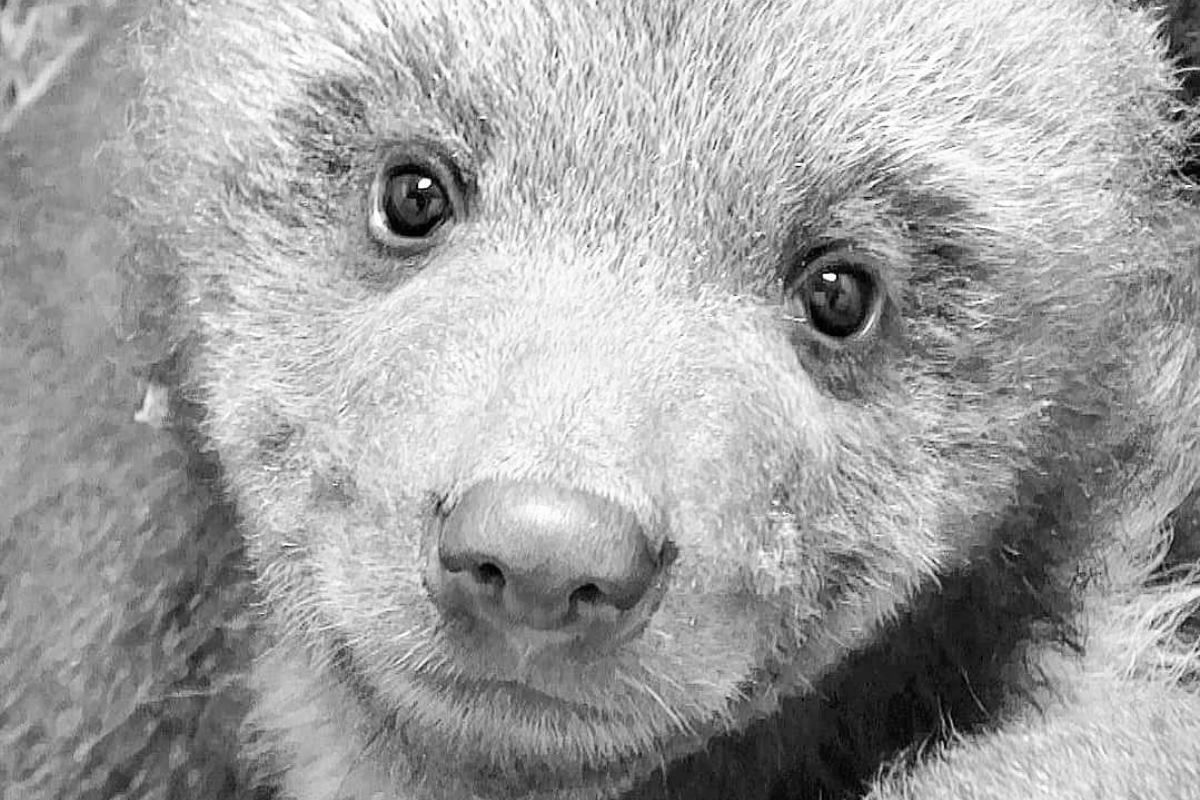 Медвежата устроили кастинг на съемки в фильме о «Мохнатой команде»