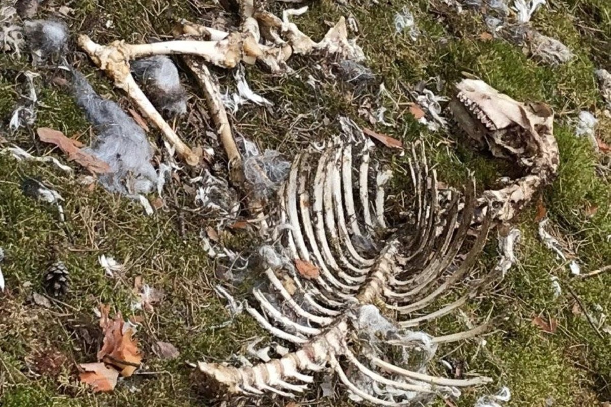 Жертвоприношения 21 века: в лесу Тверской области стали часто находить останки козлов