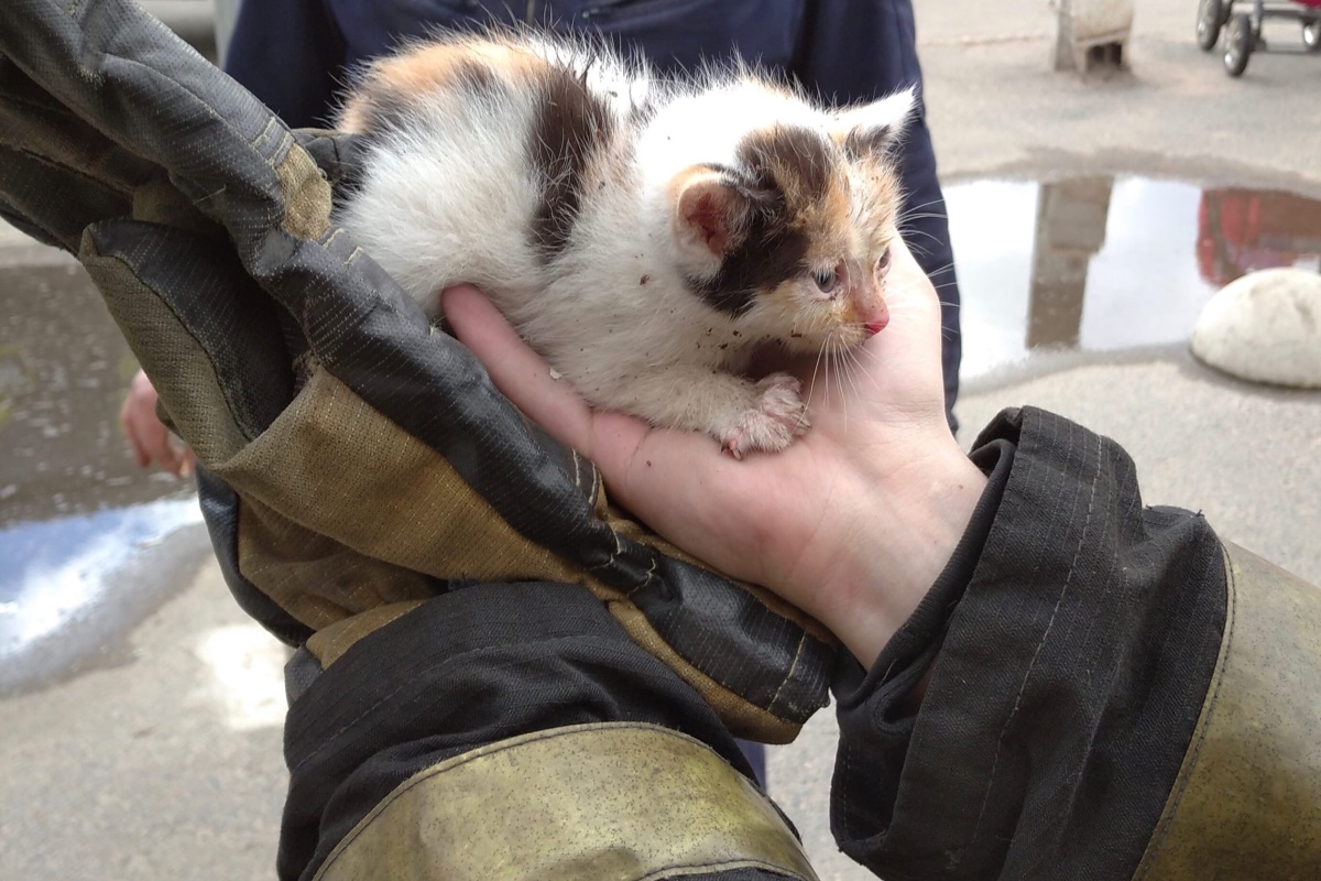 В Твери пожарные спасли бездомного котенка
