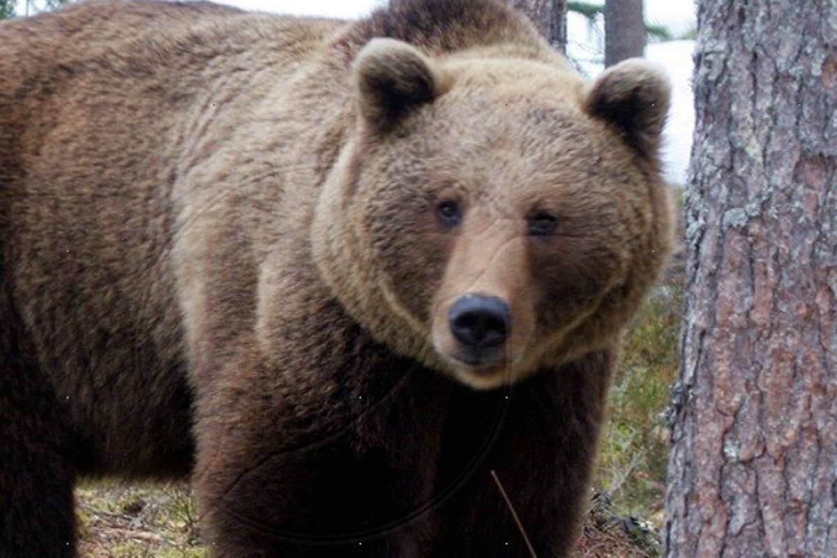В Тверской глуши медведь испугался видеокамеры