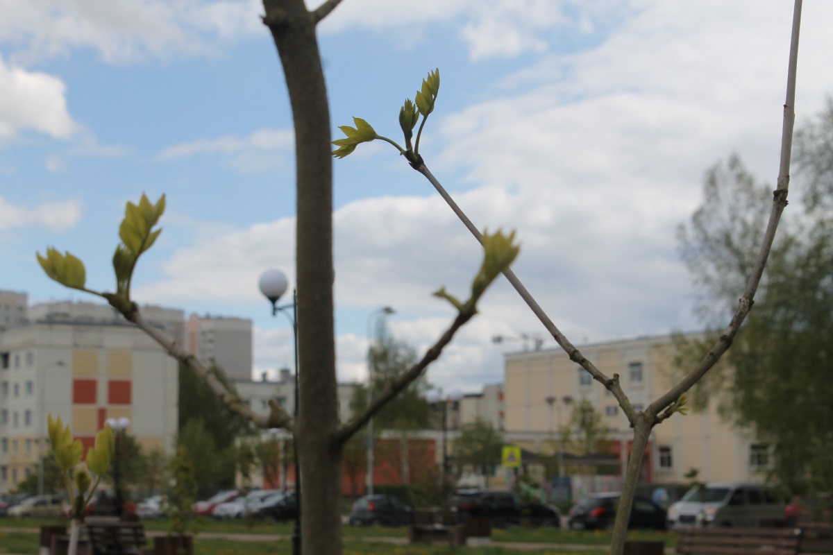 Более 6 миллионов деревьев высадили в Тверской области в рамках международной акции «Сад памяти»