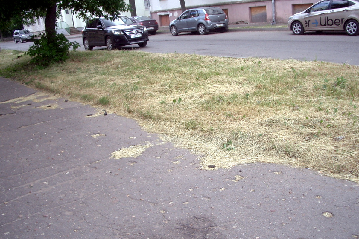 В Твери бездумно скашивают траву, нанося вред экологии города!