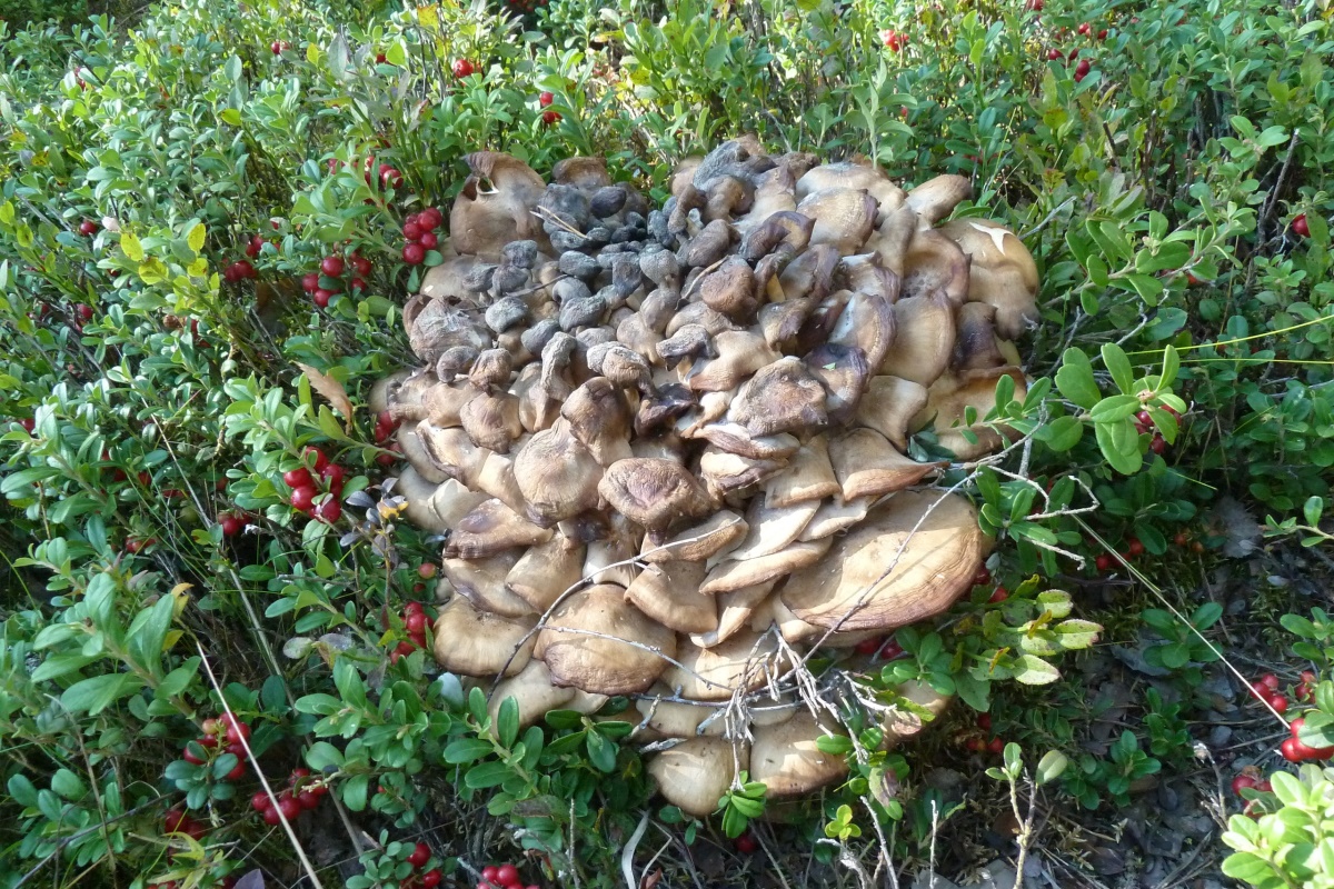 В Тверской области обнаружен очень редкий танцующий гриб – гриб-баран