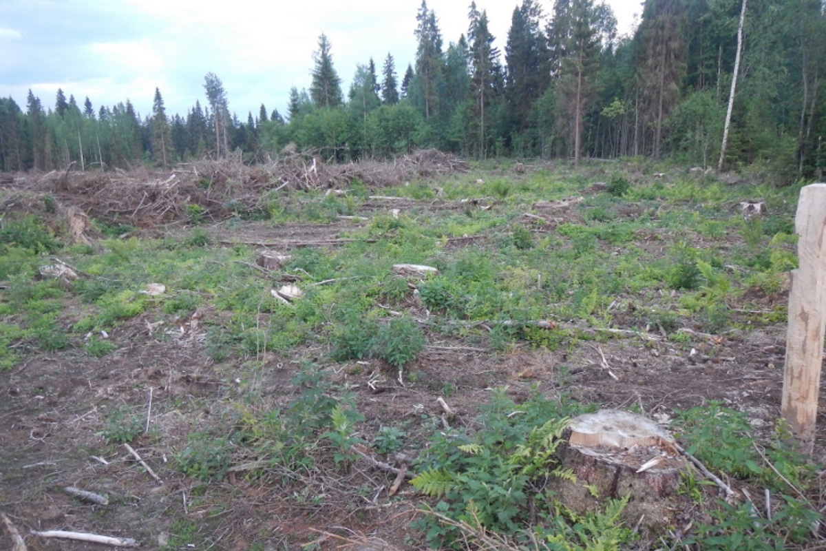 Жителю Краснохолмского района грозит 7 лет тюрьмы за вырубку деревьев