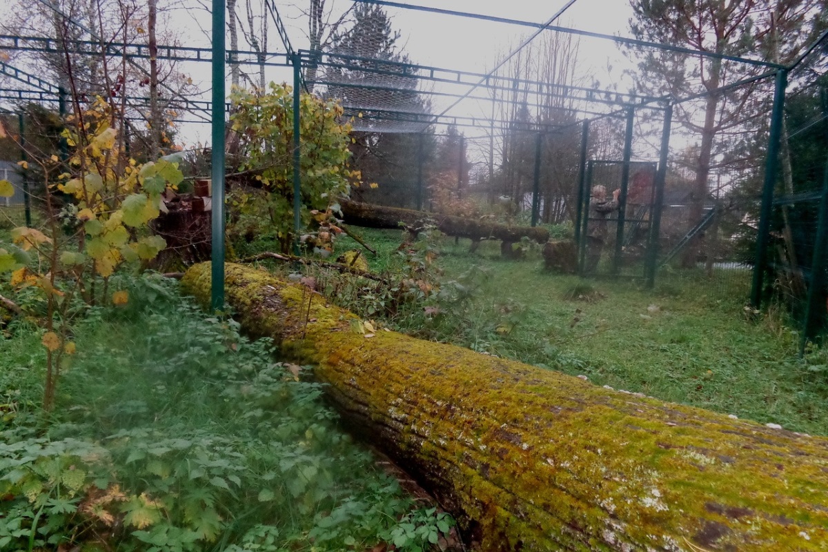 Реабилитационный центр диких животных в Зубцовском районе построил вольер для рысей