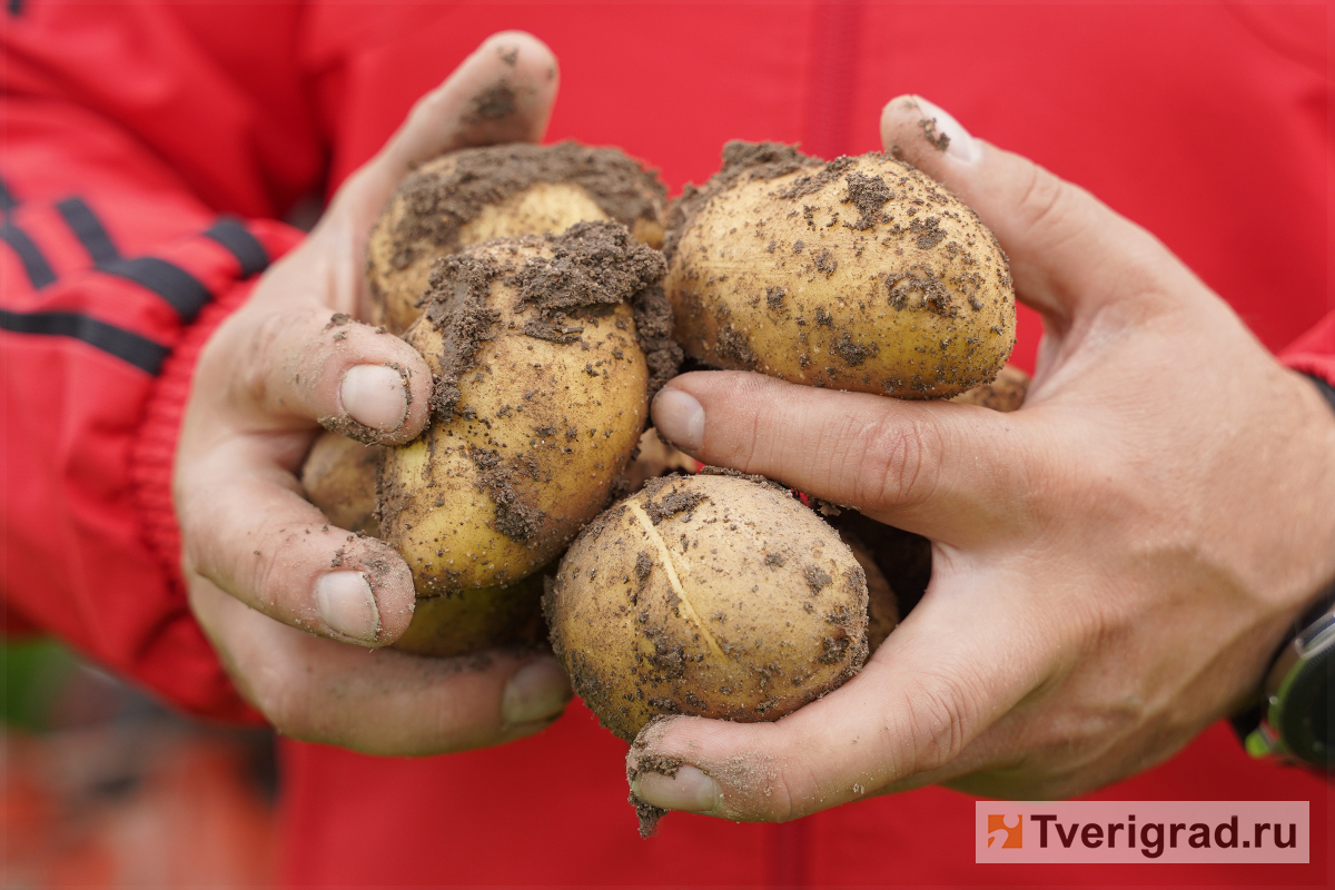 За неделю в Тверской области подорожали помидоры и резко подешевел картофель