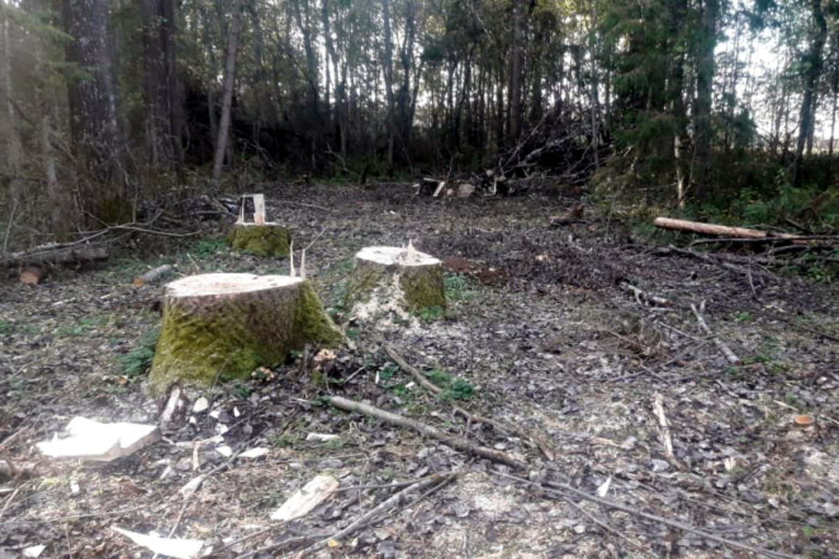В Тверской области «черный лесоруб» спилил 73 дерева