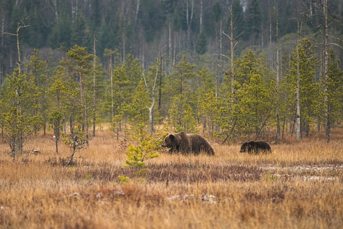 В Тверской области фотограф-натуралист сфотографировал на болотах медведей