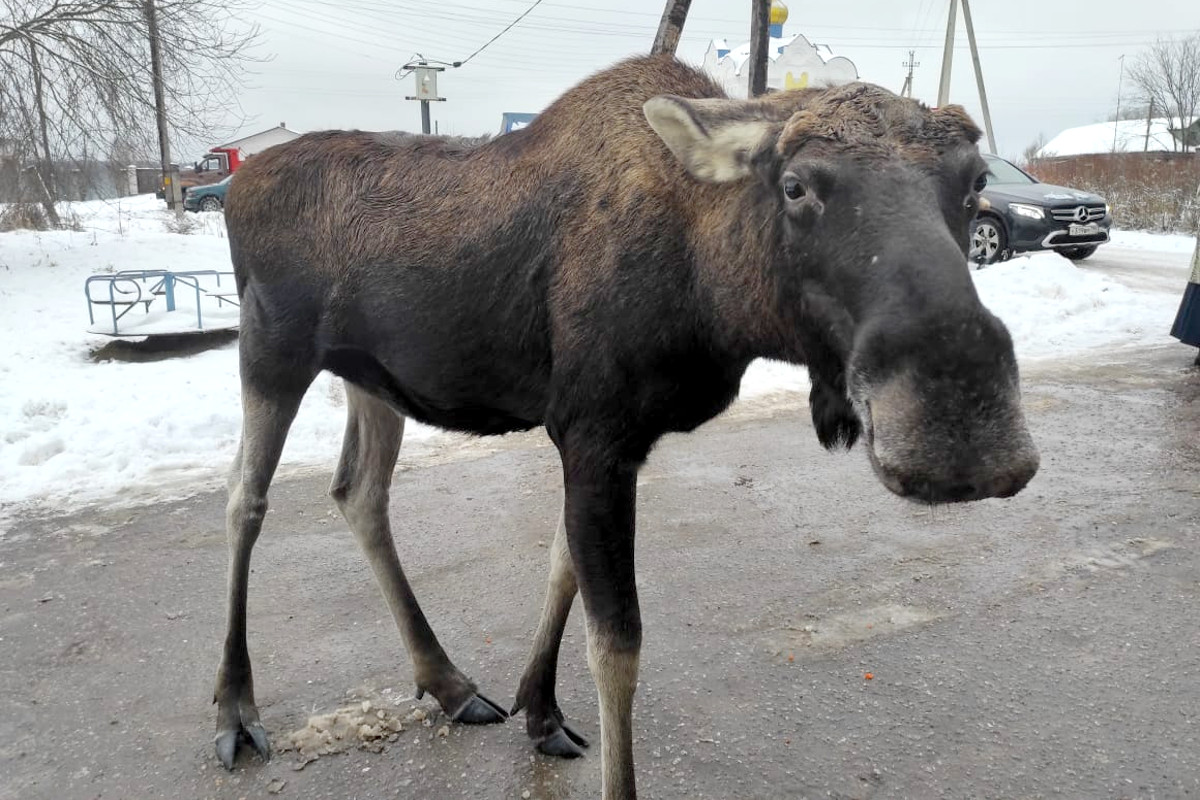 В Тверской области голодный лось «сбежал» из заповедника