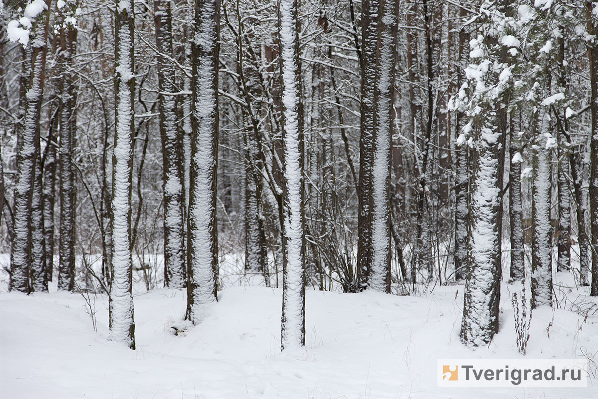СК проверит деревообрабатывающий комбинат на законность вырубки леса в Тверской области
