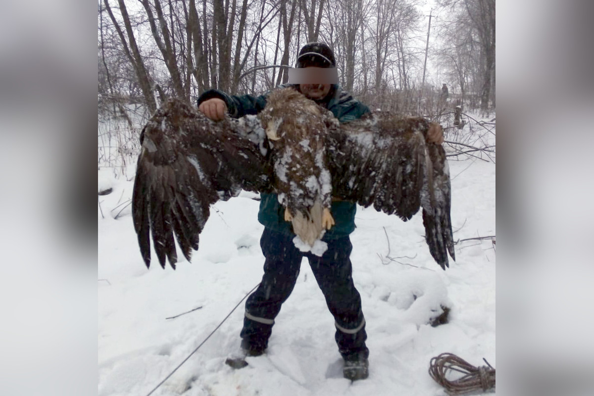 В Тверской области занесенный в Красную книгу орлан-белохвост погиб мучительной смертью
