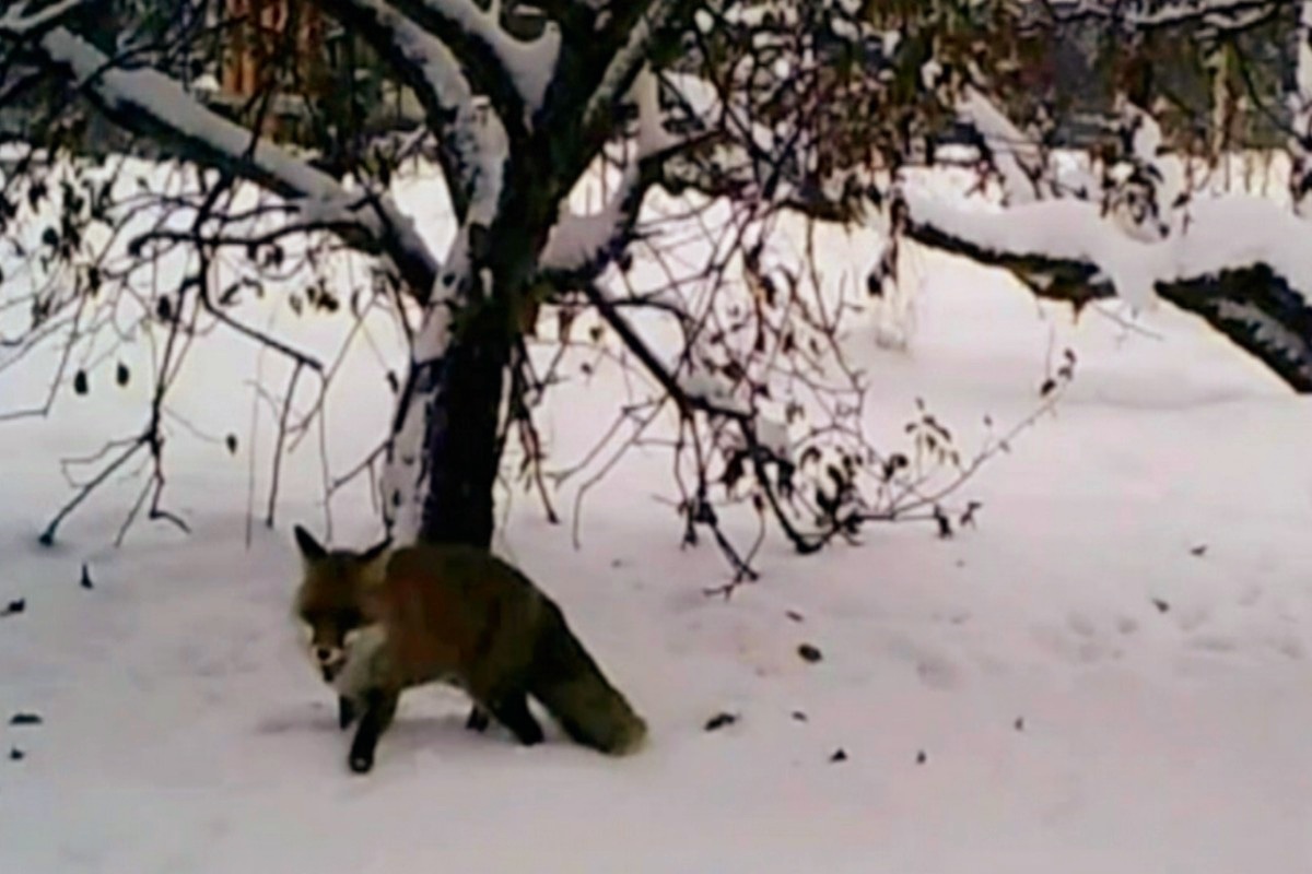 В Тверской области лиса «охотится» за яблоками