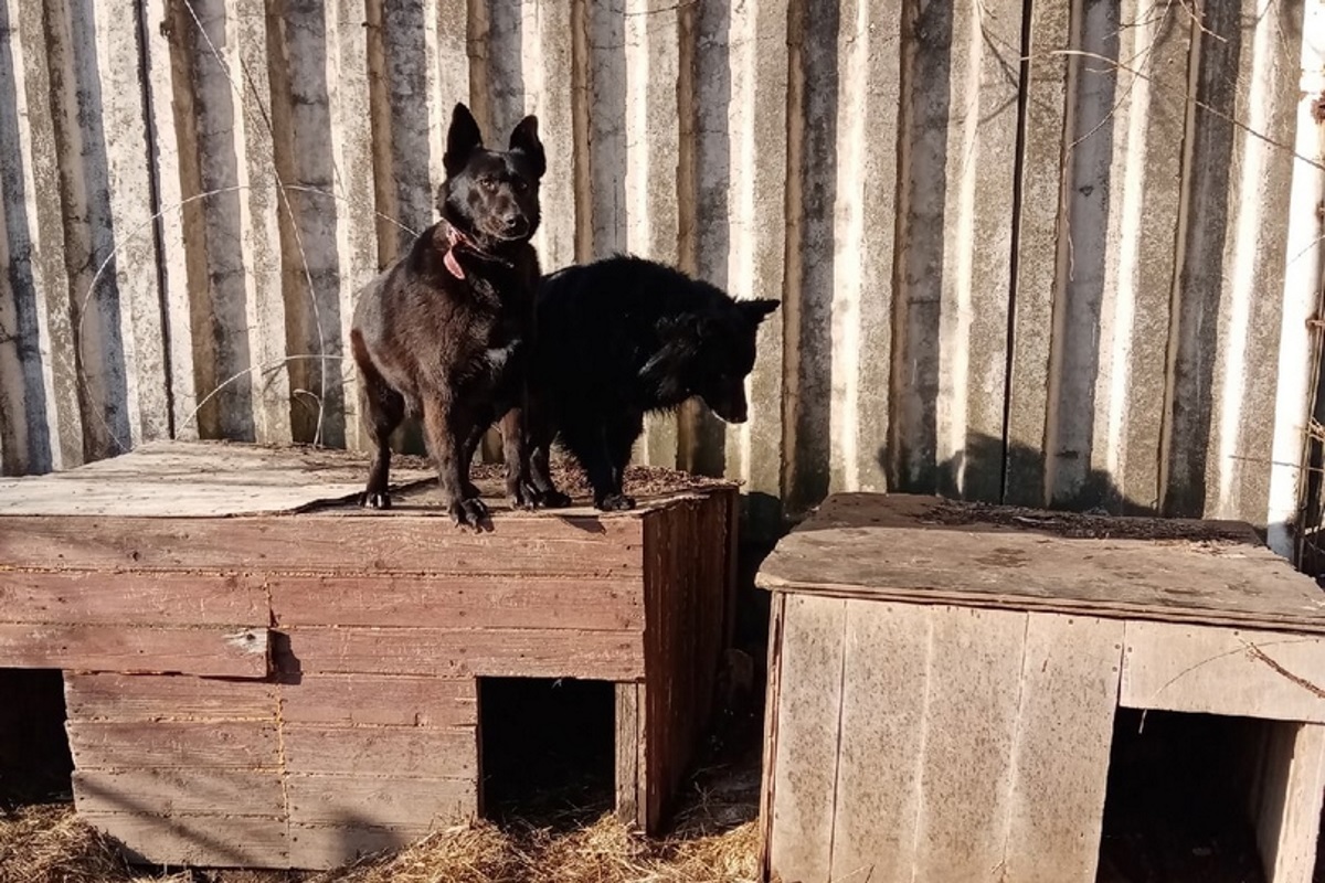 Пёс, который пять дней не покидал место гибели подруги в Твери, обрёл новый дом