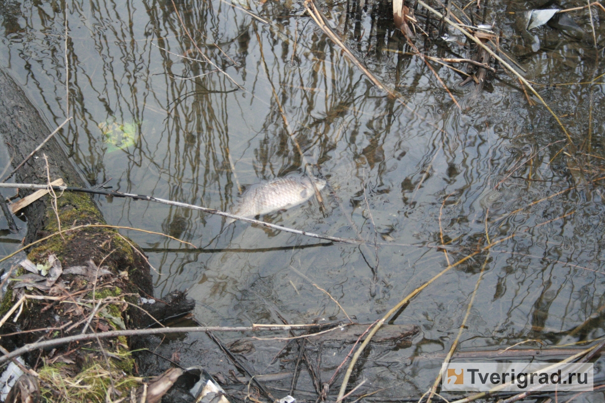 В Твери в реке всплыла мёртвая рыба