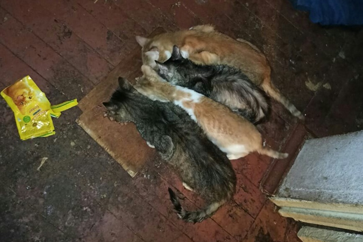 В квартире умершей пенсионерки в Вышнем Волочке кошки поедали друг друга