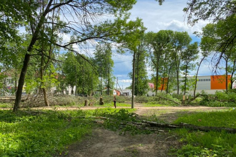 Экологи оценили ущерб от варварской вырубки деревьев и уничтожения птенцов в Тверской области