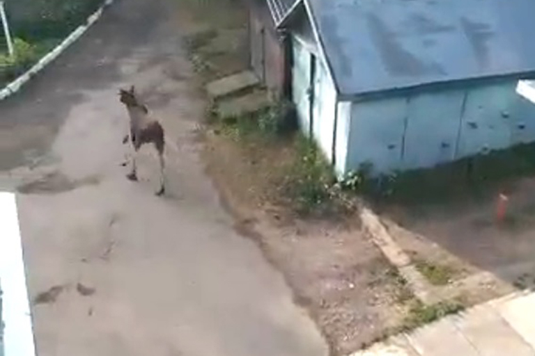 На видео сняли лося, гуляющего по центру города в Тверской области