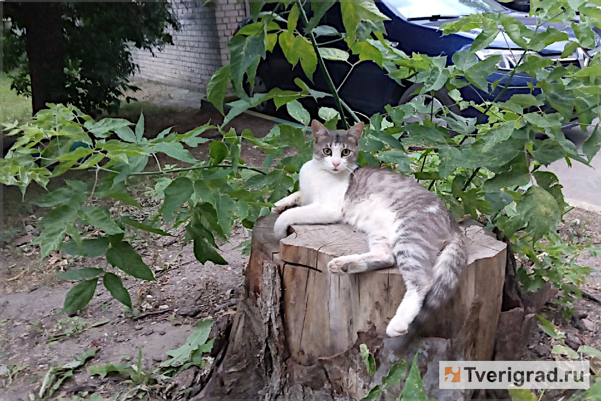 Подвальный грех: жители Твери напуганы таинственной смертью котят в многоквартирных домах