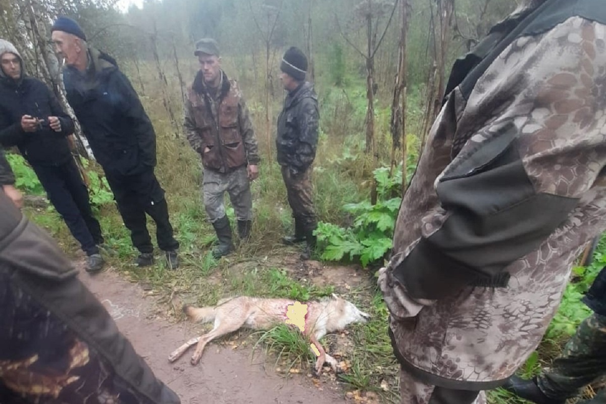 В Тверской области застрелили волка, нападавшего на людей