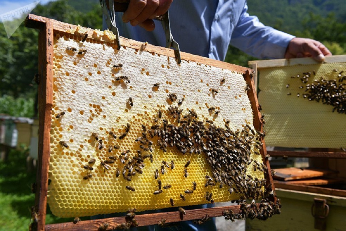 Завершив сезон медосбора, тамбовские пчеловоды приехали с дарами родного края в Тверь