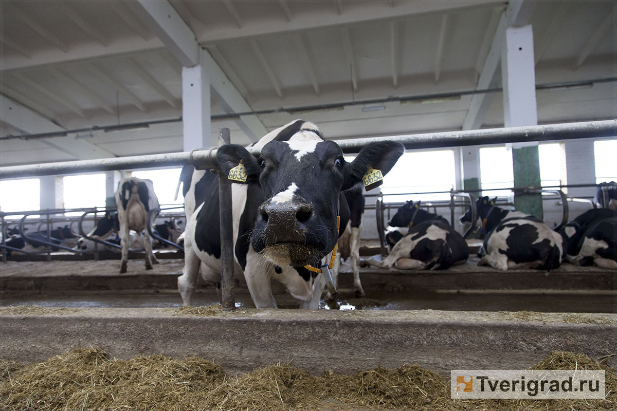 За год в Тверской области надоили свыше 132 тысяч тонн молока