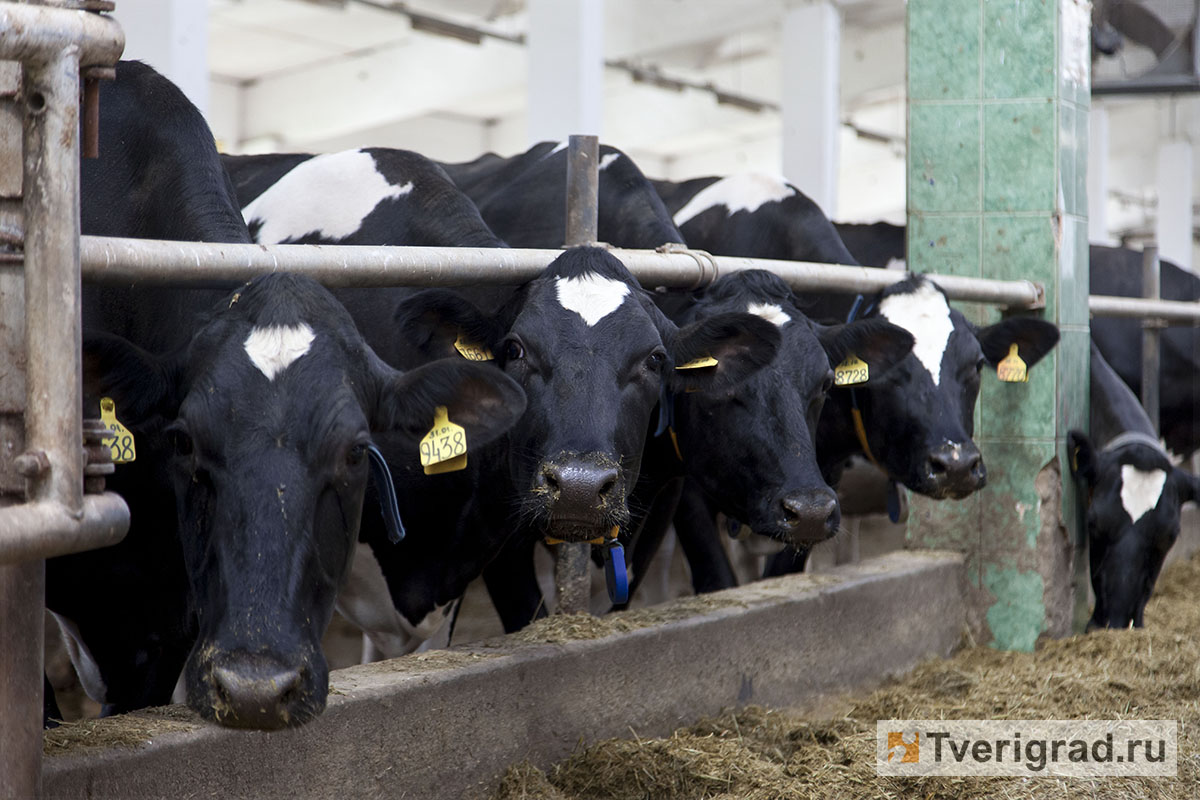 В Тверской области за пять лет удалось на четверть увеличить надои коров