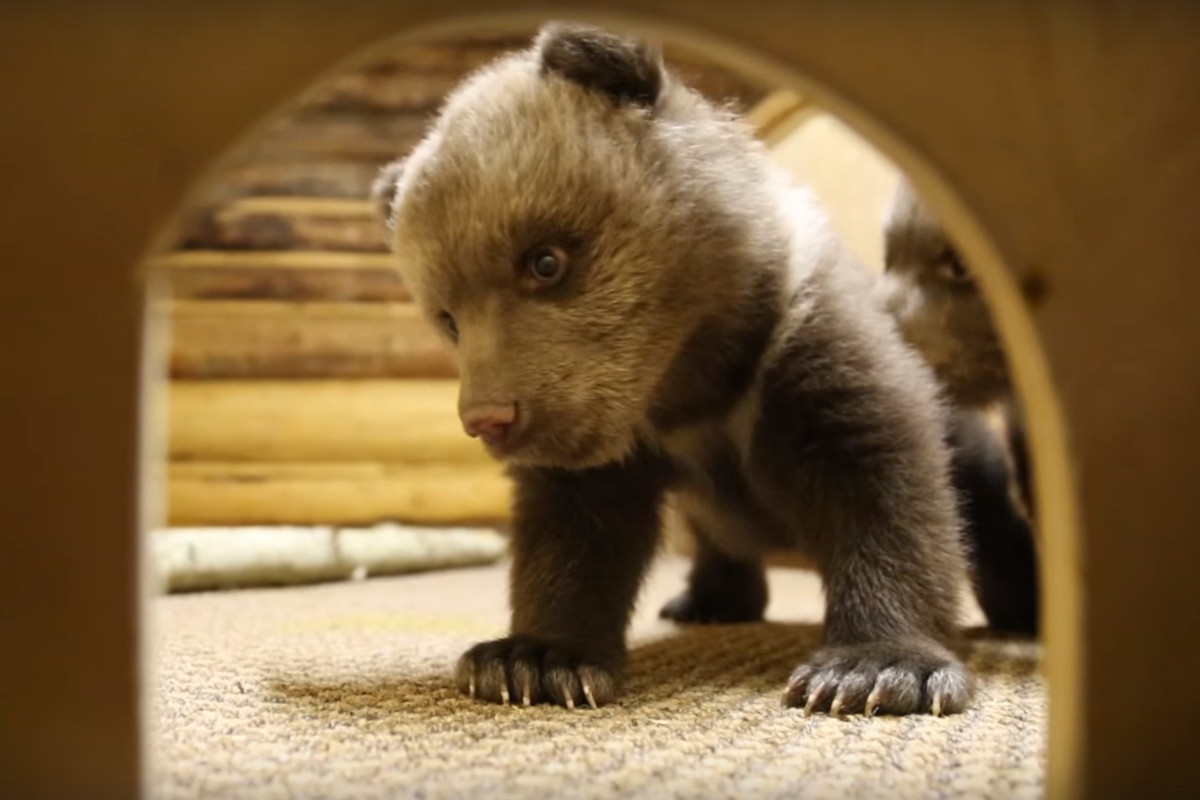 В Тверской области провели скрытую видеосъемку медвежат-сирот