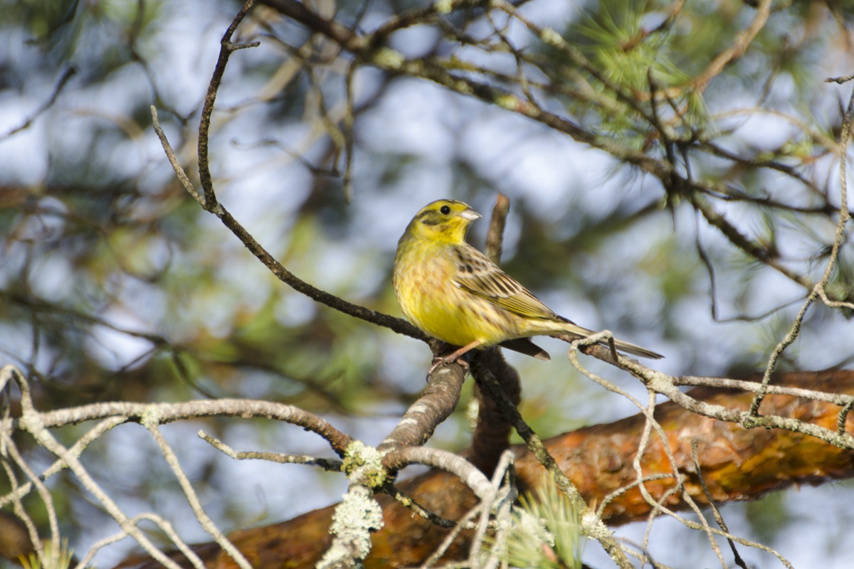 В Тверской области зафиксирован массовый прилет птиц в заповедник