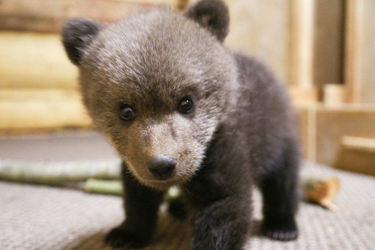 Центр спасения: состояние найденного в Тверской области медвежонка вызывает серьезные опасения