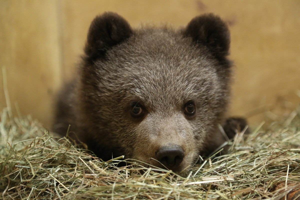 Опубликовано видео первого выхода медвежат из берлоги в Тверской области