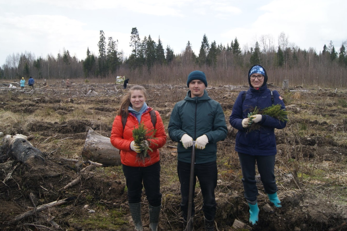 В Тверской области высадят 3,5 миллиона сеянцев хвойных пород деревьев
