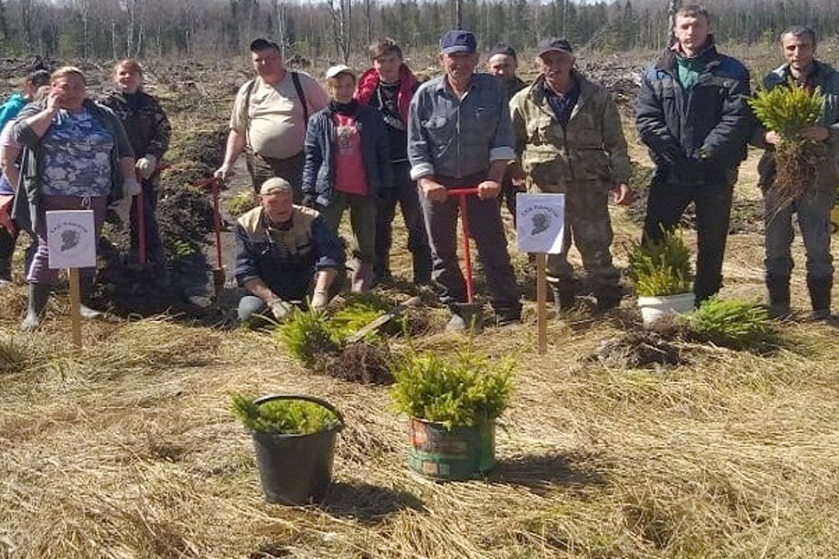 В Тверской области продолжают высаживать деревья в память о погибших в Великой Отечественной войне