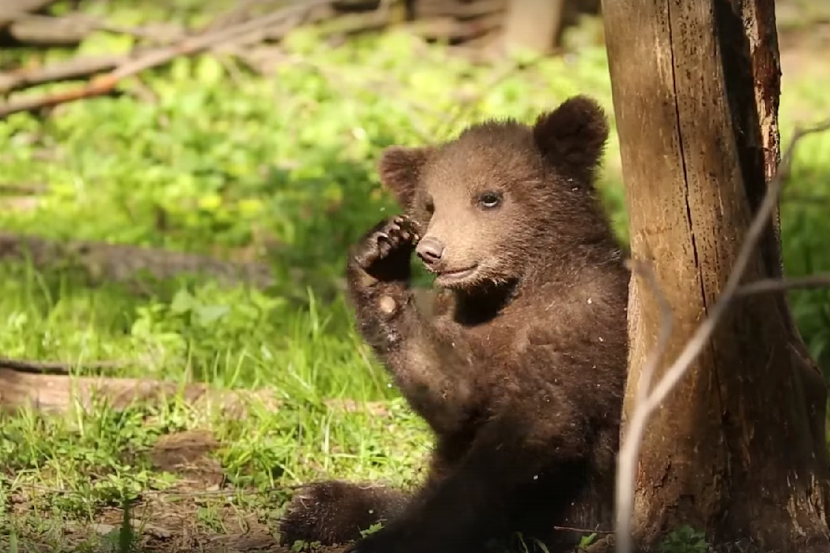 В Тверской области Центр спасения медвежат выкладывает в сеть милые видео с подопечными