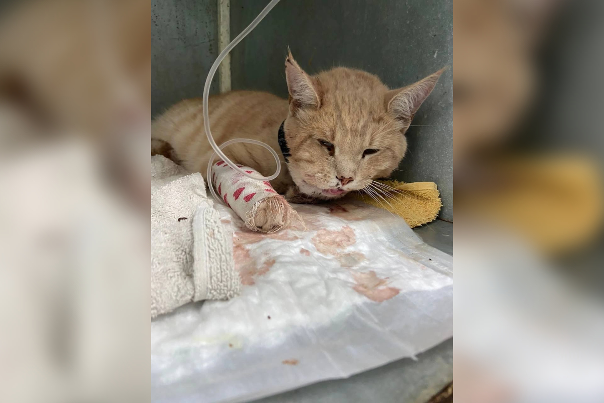 В Твери спасли кота, которого нашли в Юности с окровавленной мордочкой