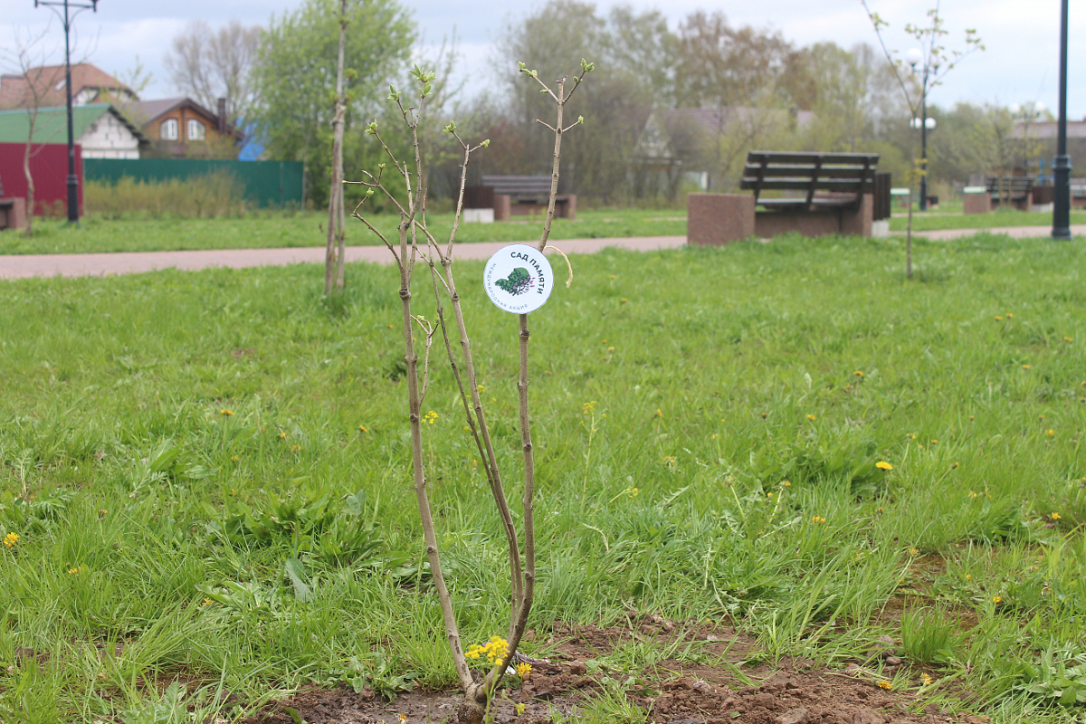 В «Саду памяти» в Тверской области высадили свыше 4 млн саженцев деревьев