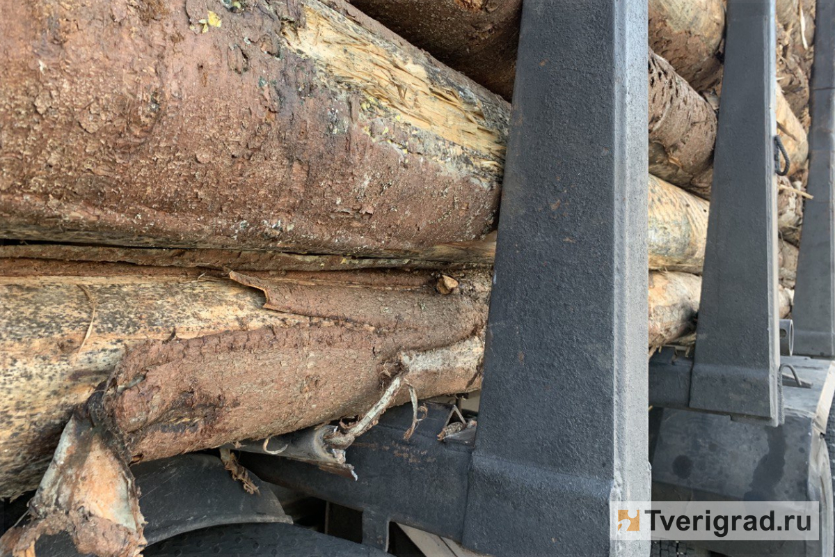 «Черный» лесоруб получил условный срок за вырубку 238 деревьев в Тверской области