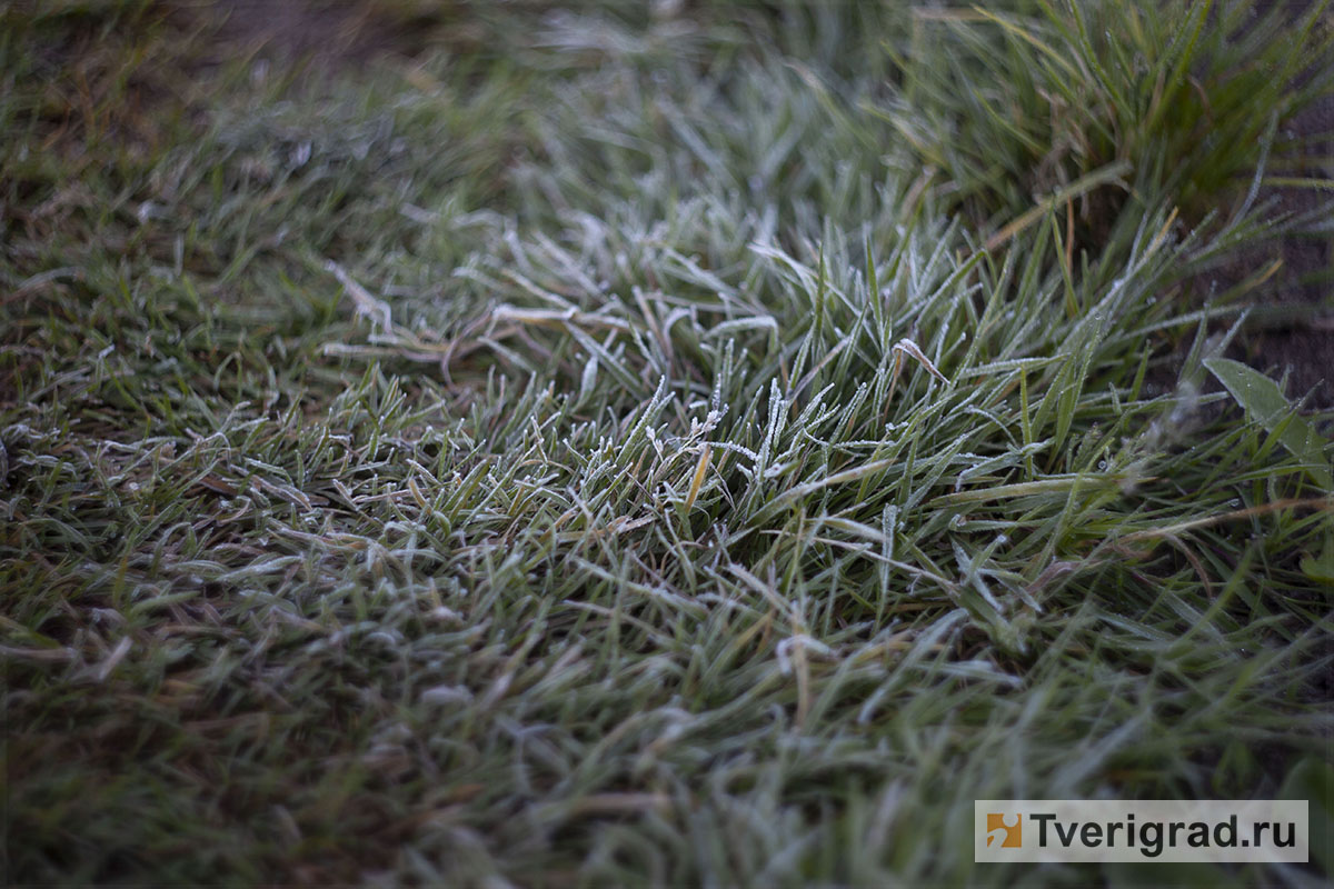 Иней на зелёной траве: как часто в Твери бывали июньские заморозки