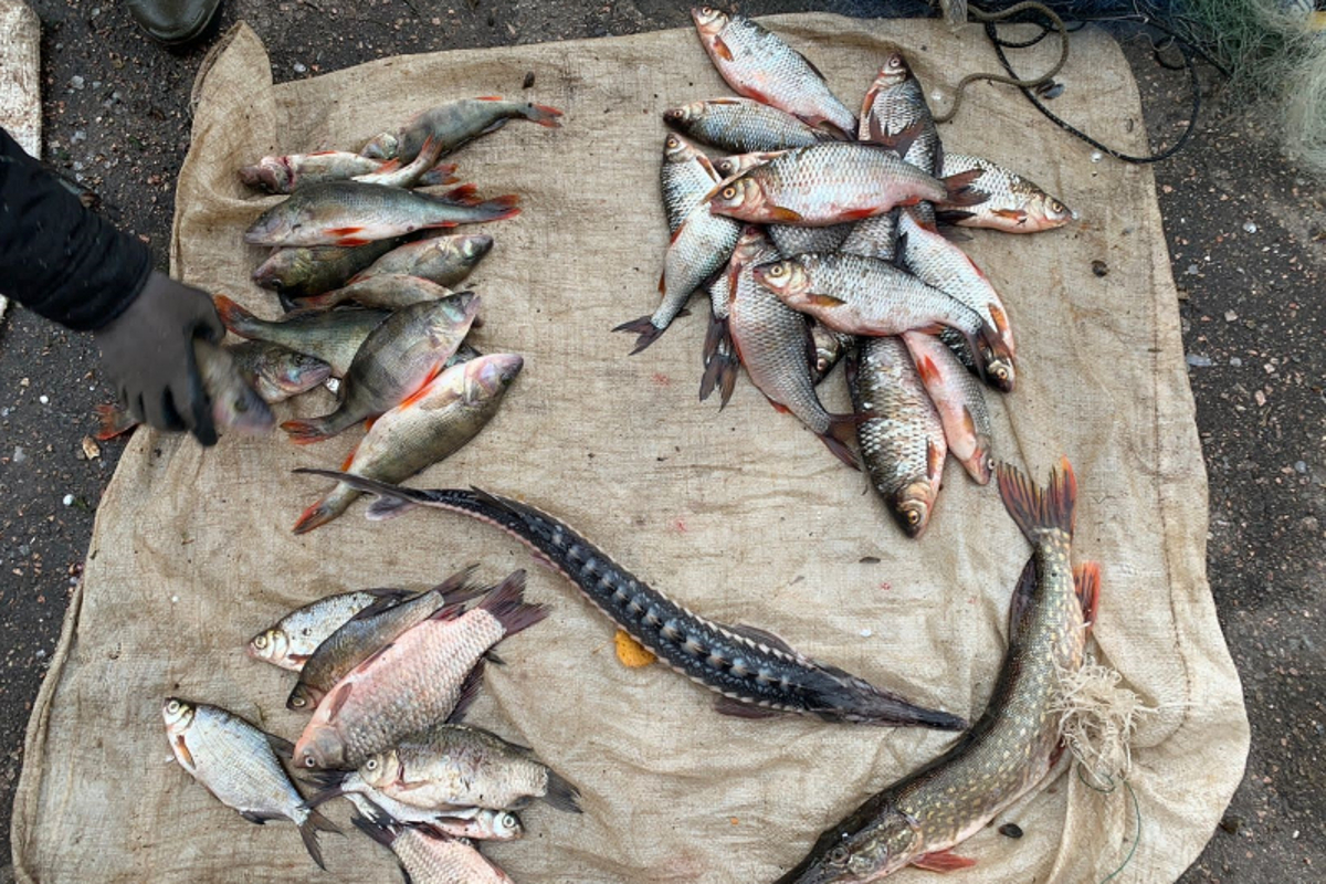 В Тверской области в сети браконьера попалась рыба стоимостью 240 тысяч рублей