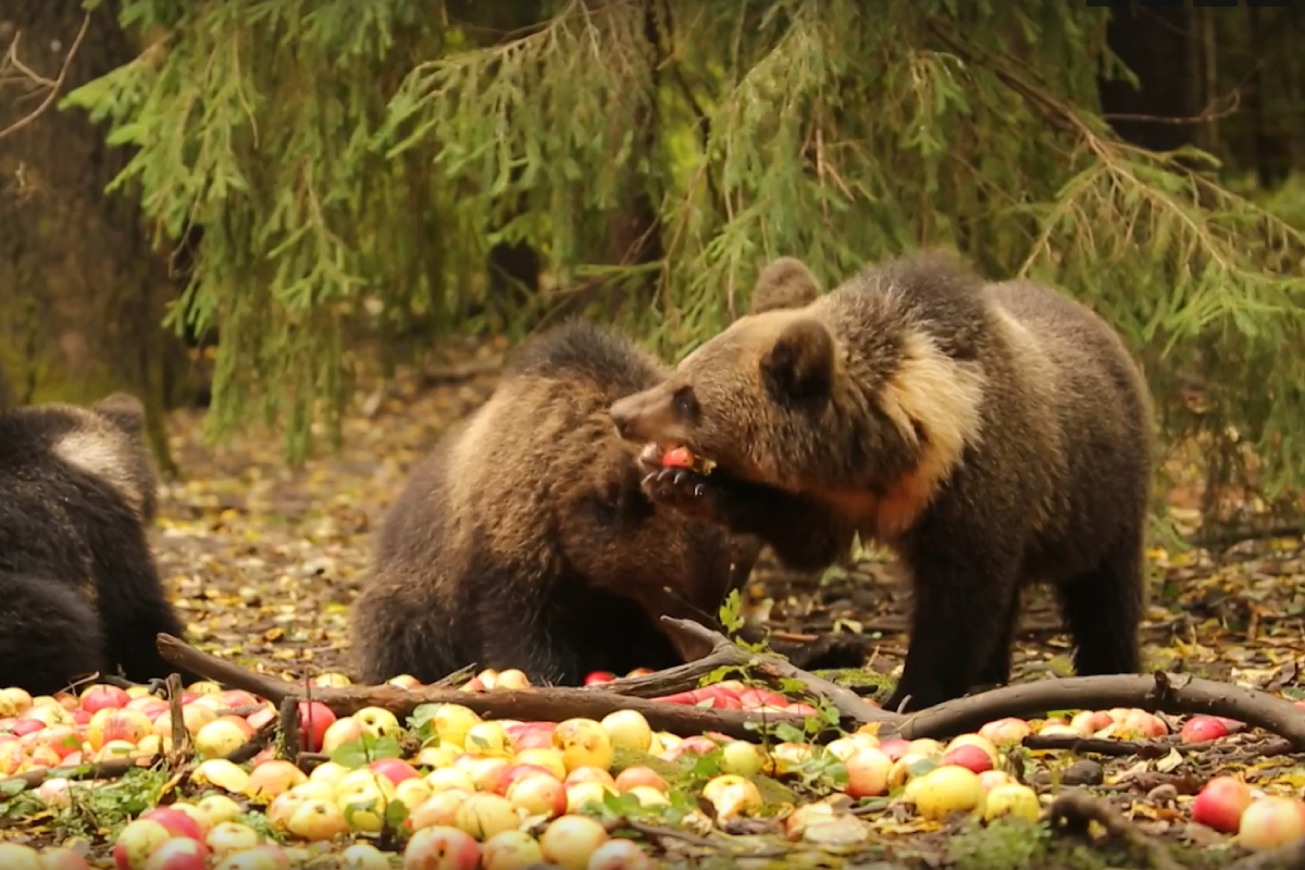Опубликовано видео с трапезой медвежат-сирот из центра спасения в Тверской области