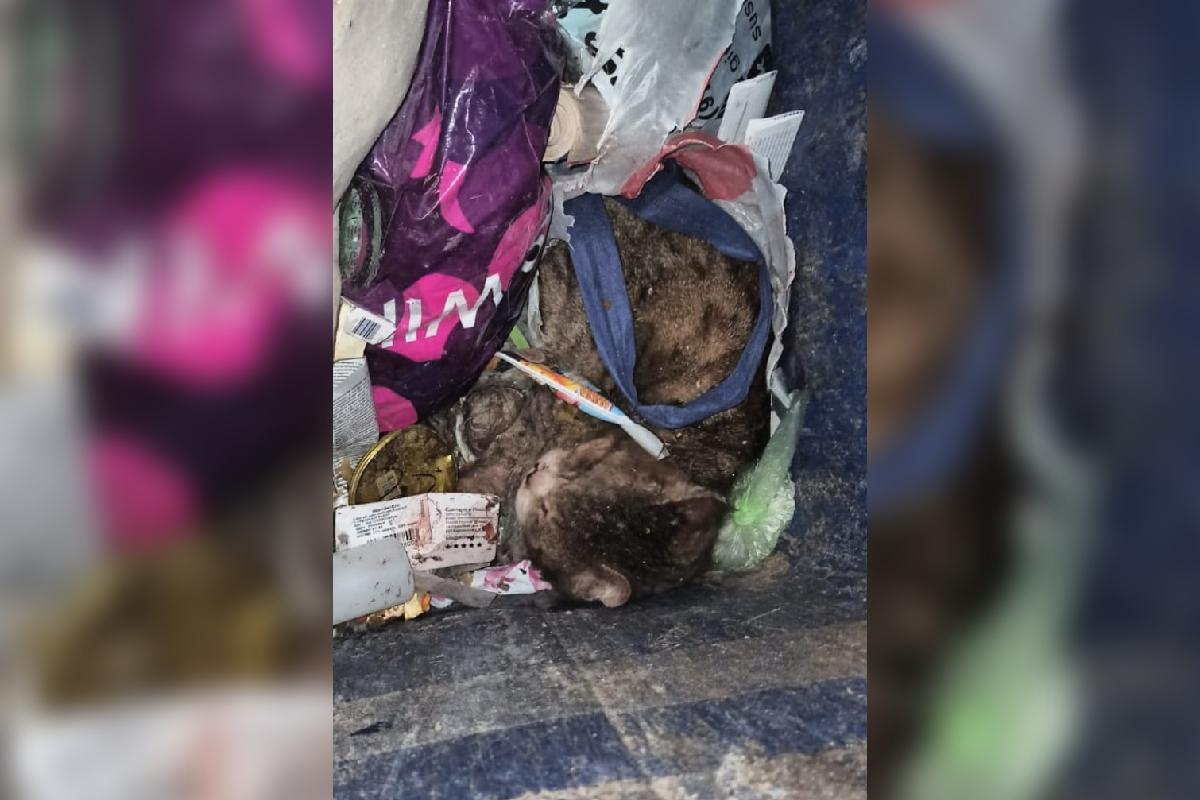 В Тверской области кто-то сбросил в мусоропровод живого кота