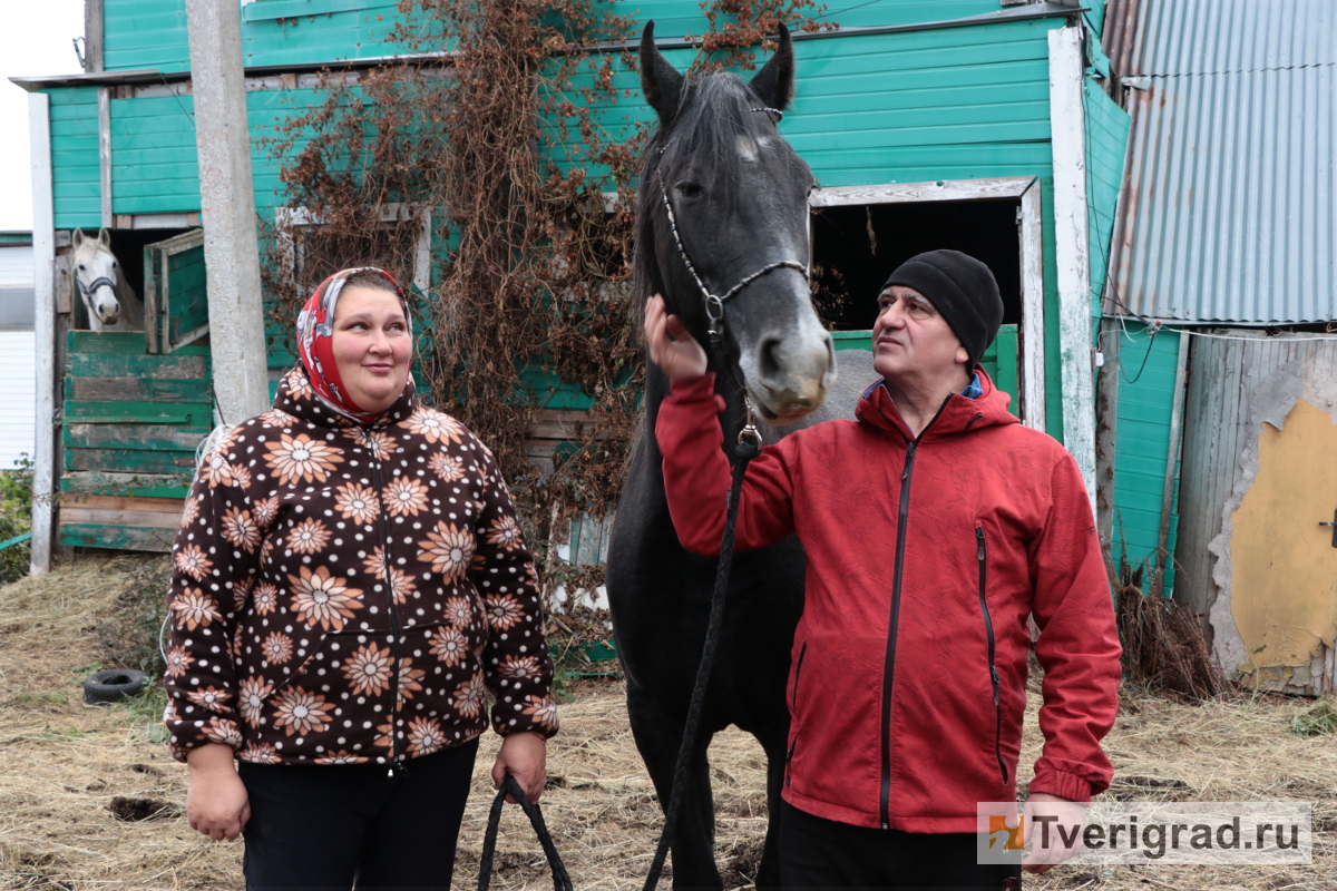 Лошадь из Тверской области вновь признана самой красивой в России