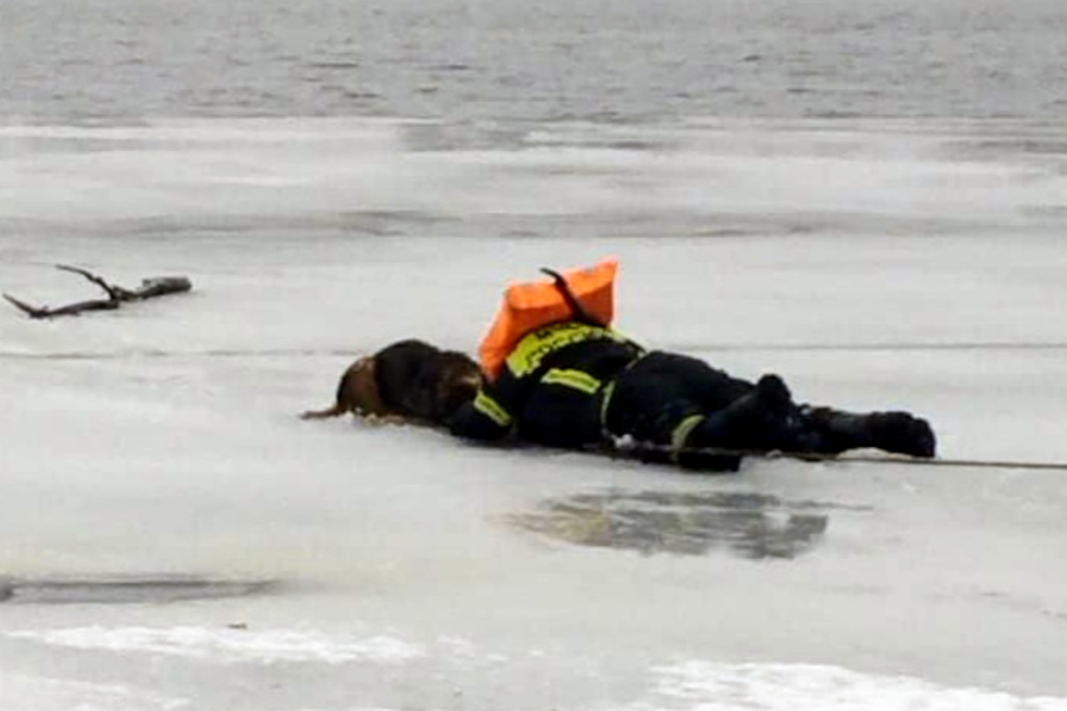 В Тверской области спасатель рискуя жизнь вытащил из полыньи тонущую в ледяной воде собаку