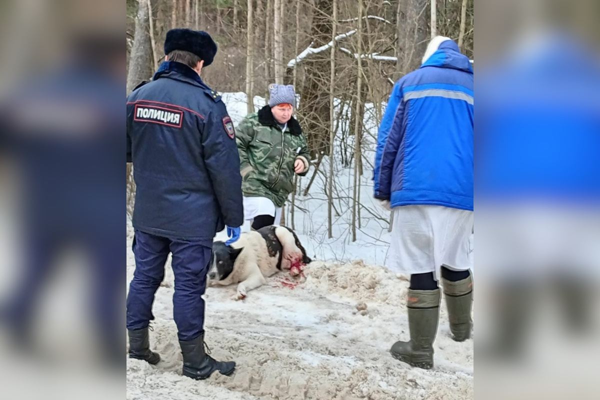В Тверской области фермер посреди бела дня расстрелял собаку