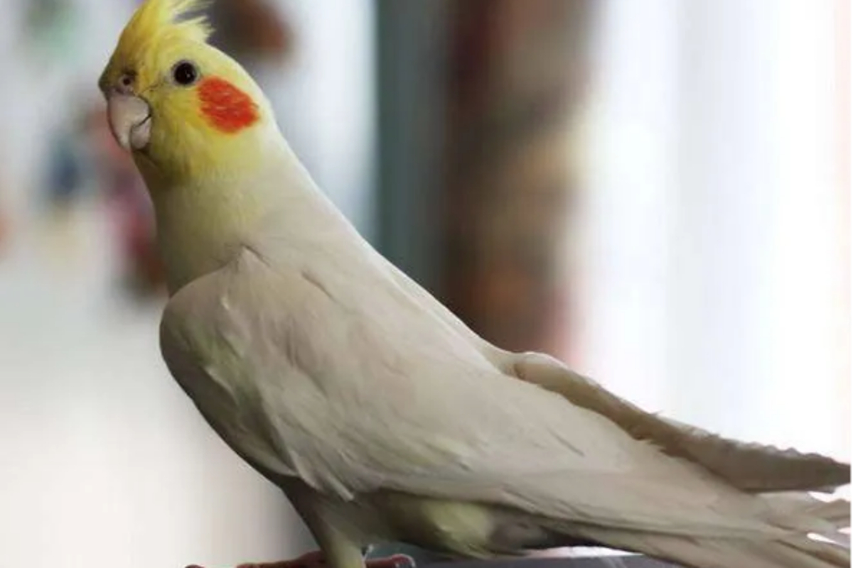 «Достал орать»: в Твери за 2 млн рублей продают попугая-полиглота
