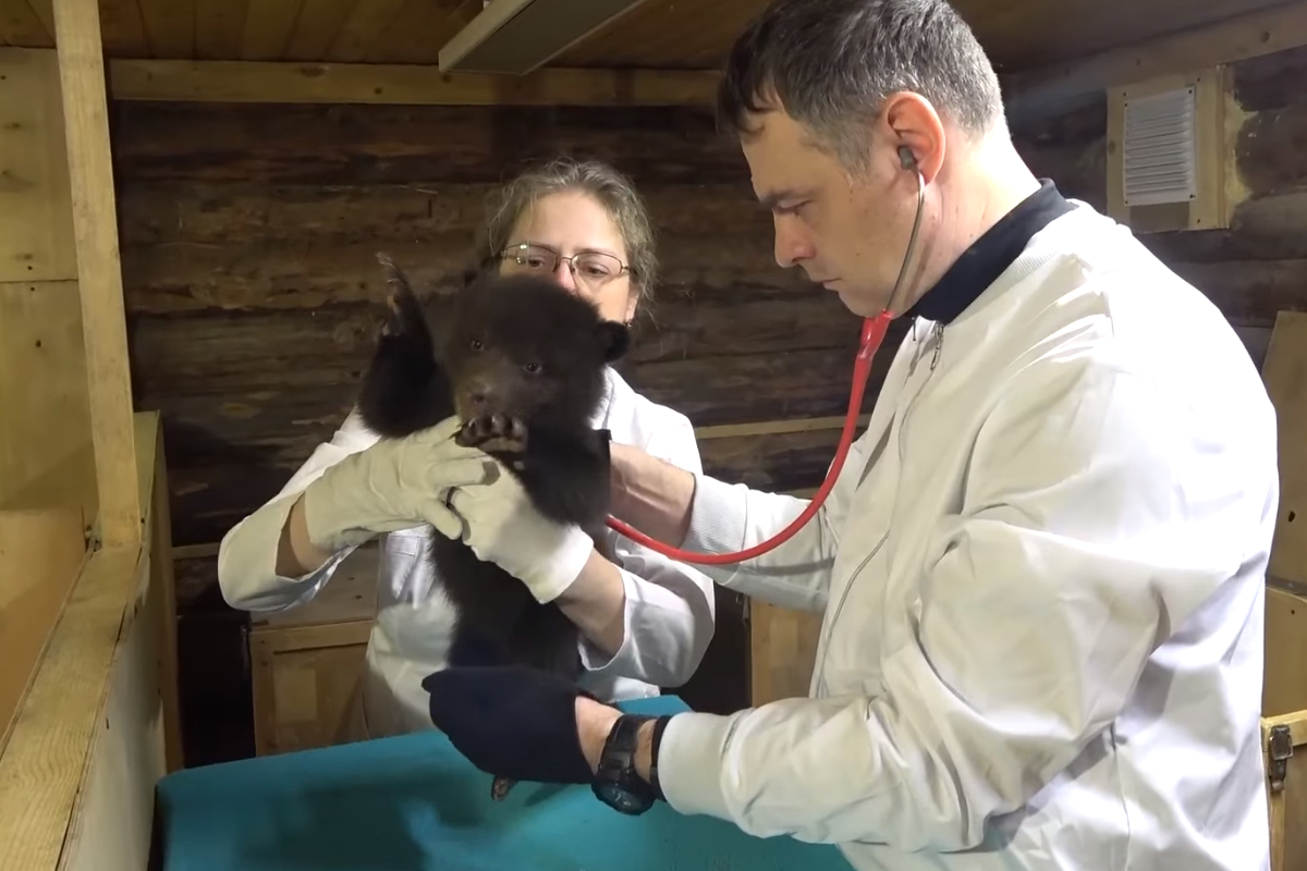 В Тверской области врач провёл осмотр всех медвежат-сирот
